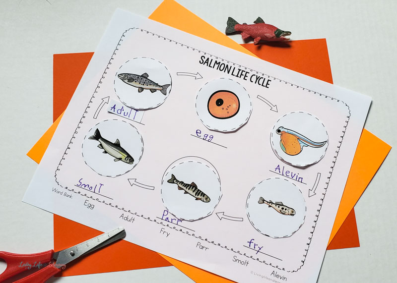 salmon life cycle worksheet