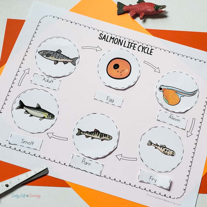life cycle of a salmon worksheet