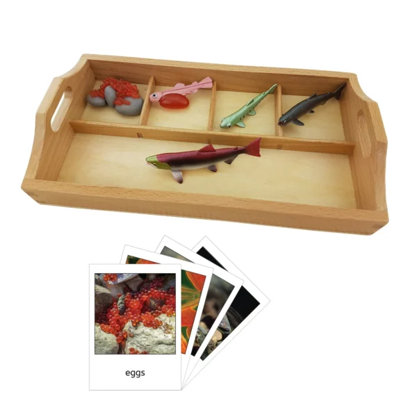 wooden salmon life cycle model toys