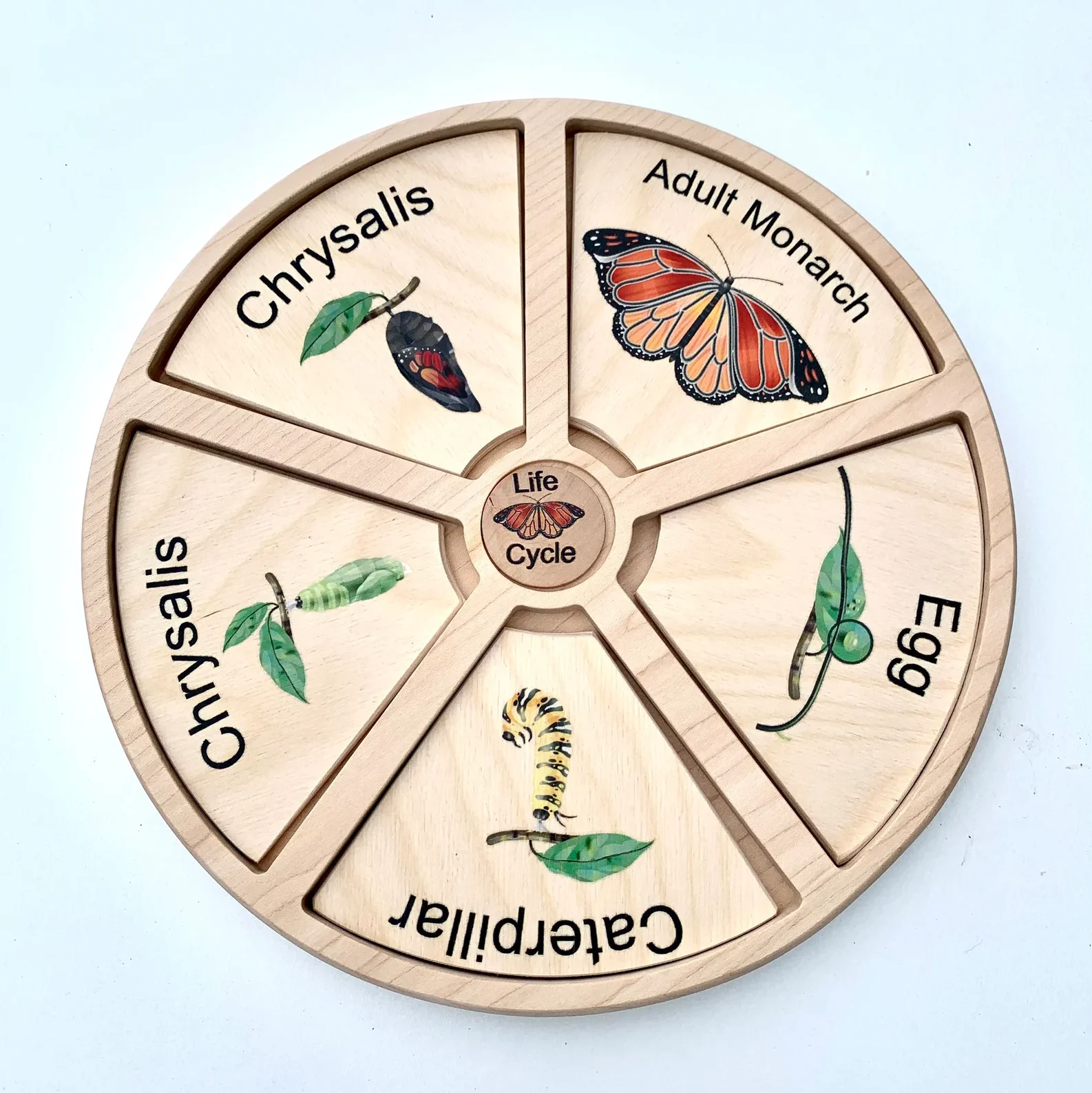 butterfly life cycle wooden tray