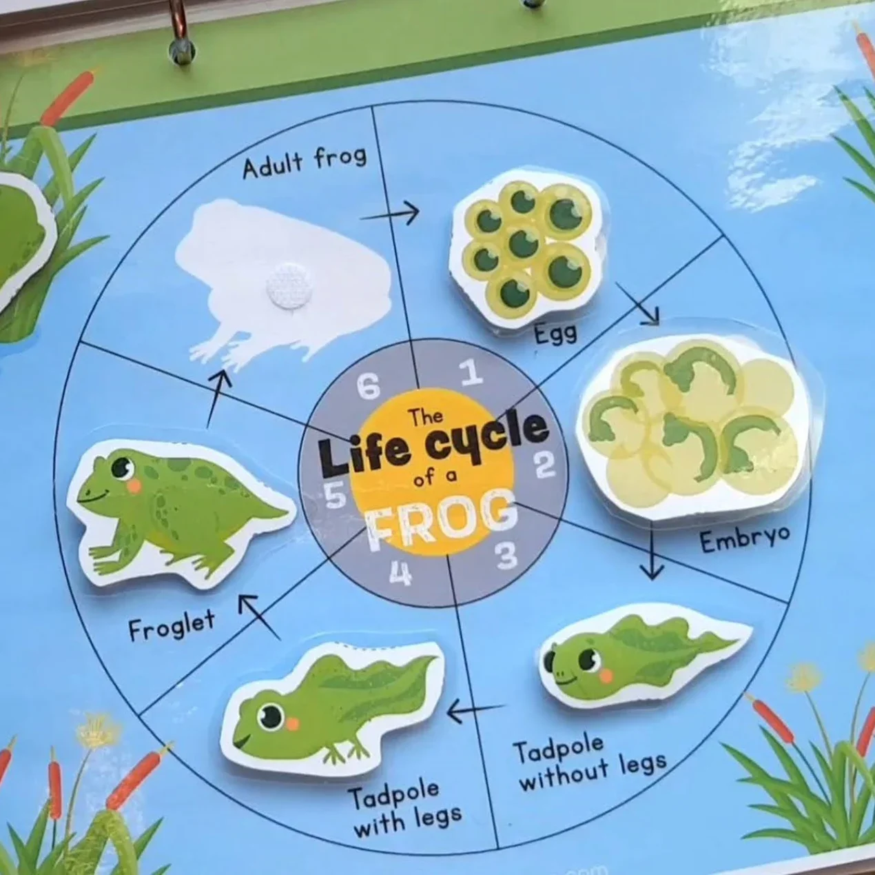 Frog Life Cycle Busy Book