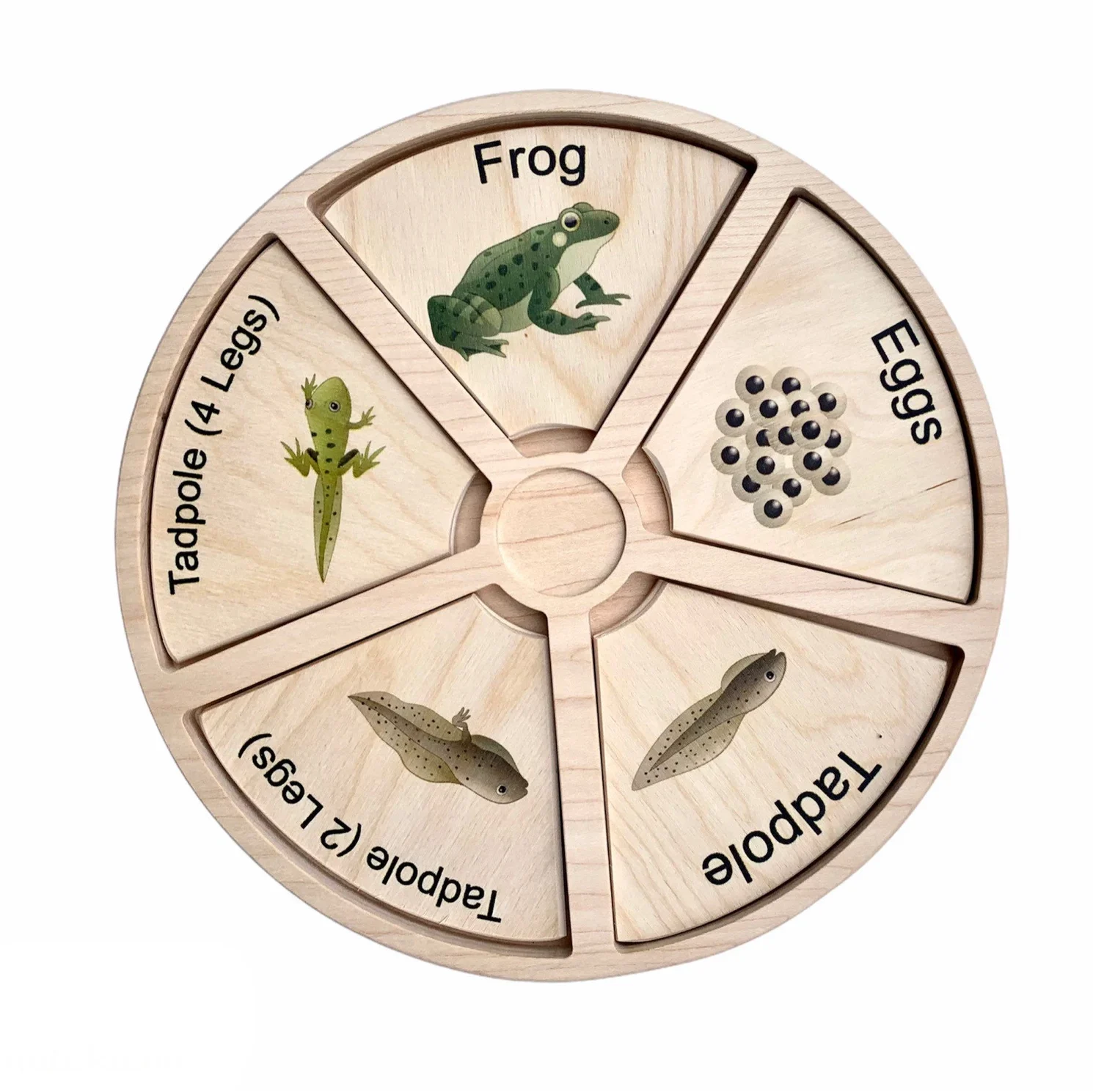 Frog Life Cycle tray wooden inserts