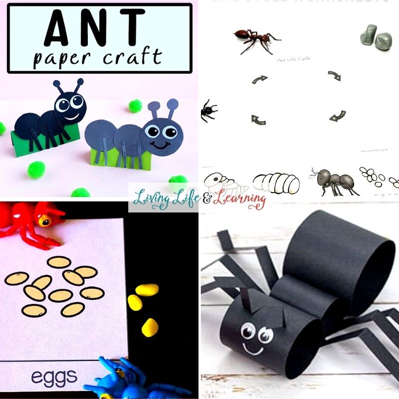 ant activities for kids