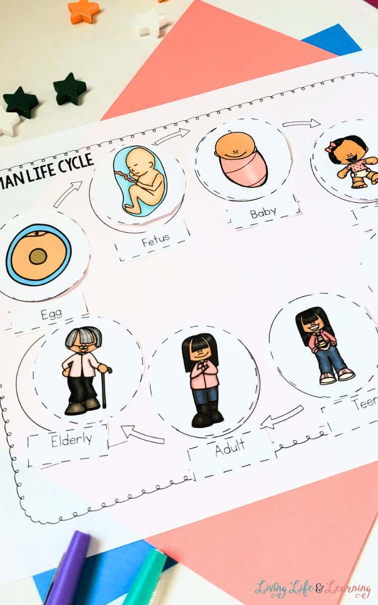 Human Life Cycle Worksheet placed on a table