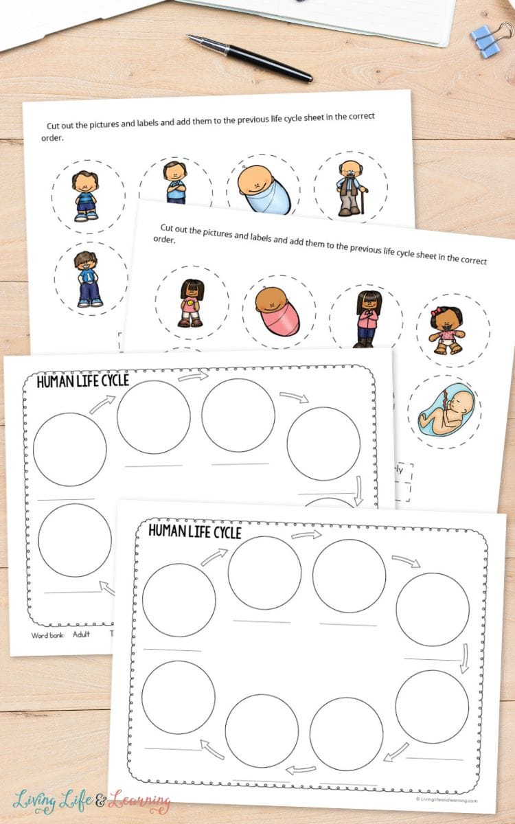 Four pages from the Human Life Cycle Worksheet