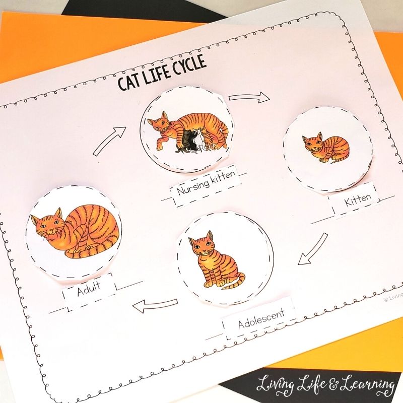 life cycle of a cat worksheet