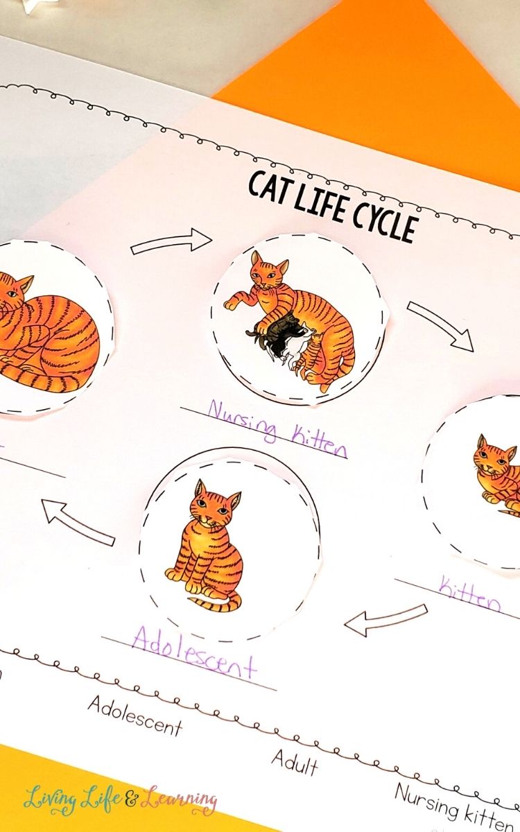 life cycle of a cat worksheet