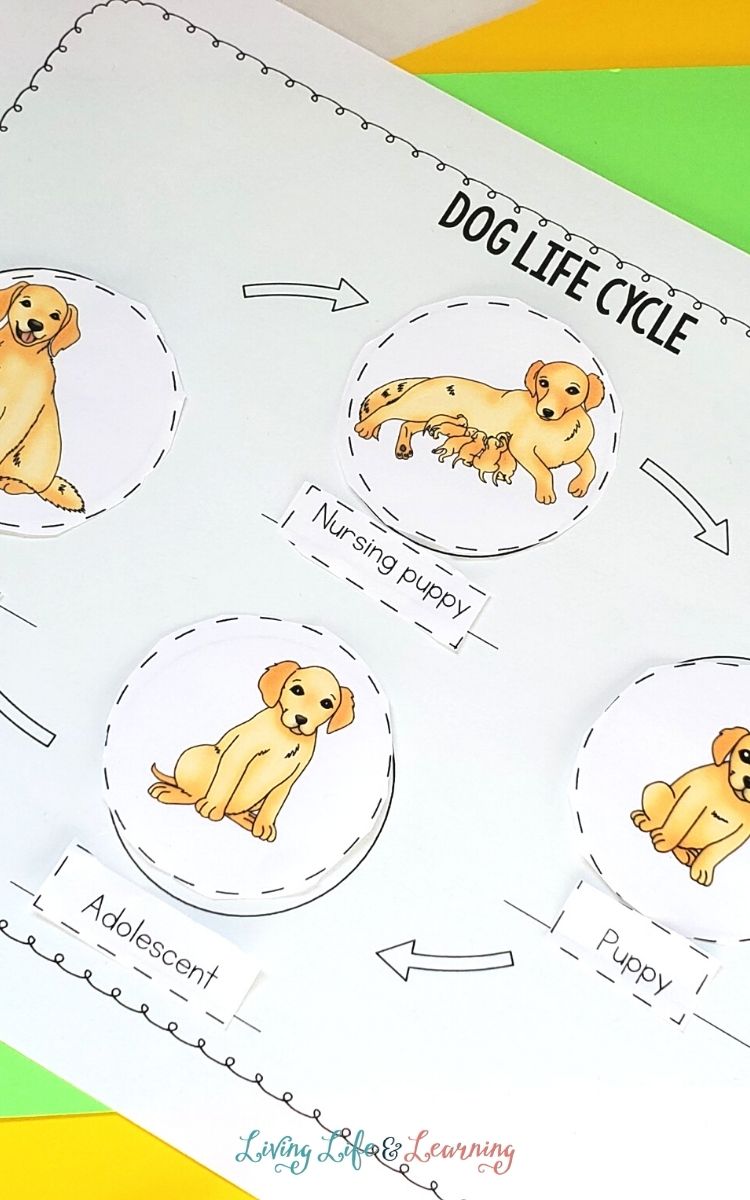 life cycle of a dog worksheet