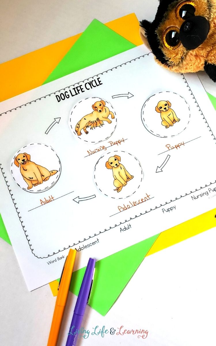 life cycle of a dog worksheet