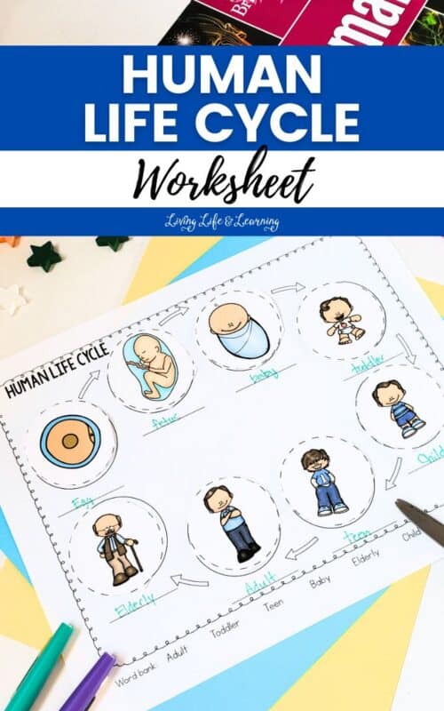 Discover the Stages of Life with a Human Life Cycle Worksheet
