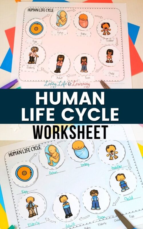 Discover the Stages of Life with a Human Life Cycle Worksheet