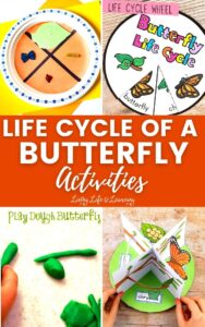 Life Cycle of a Butterfly Activities for Kids: Fun and Educational