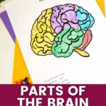 parts of the brain coloring page