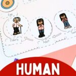Human Life Cycle Worksheet activity on a table