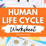 Two images of the Human Life Cycle Worksheet activity