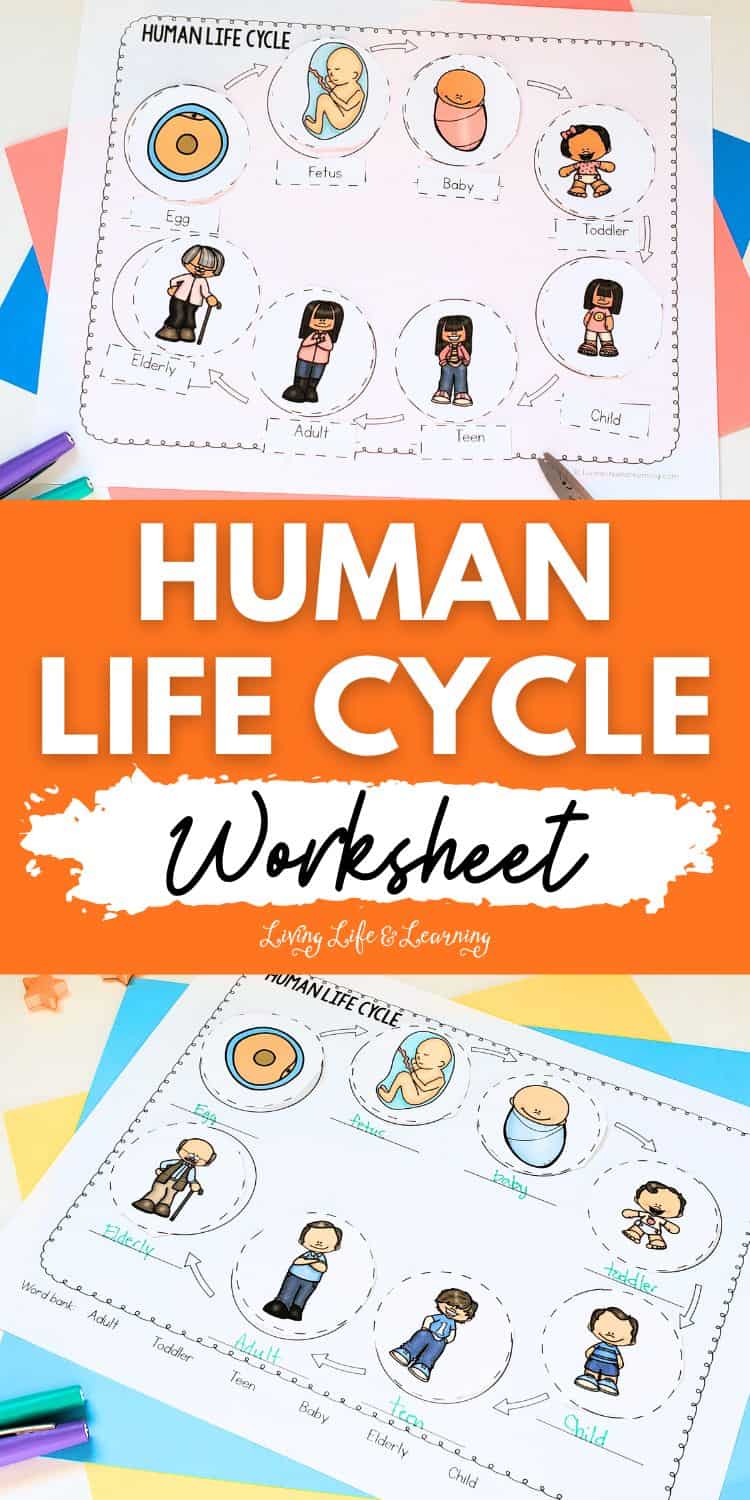 Discover the Stages of Life with a Human Life Cycle Worksheet