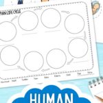 Human Life Cycle Worksheet on a table