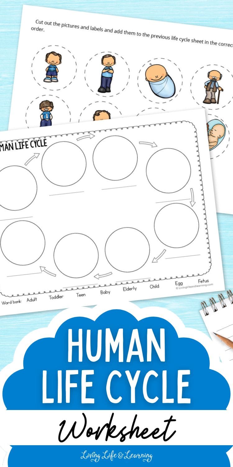 Discover the Stages of Life with a Human Life Cycle Worksheet