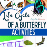 Life Cycle of a Butterfly Activities