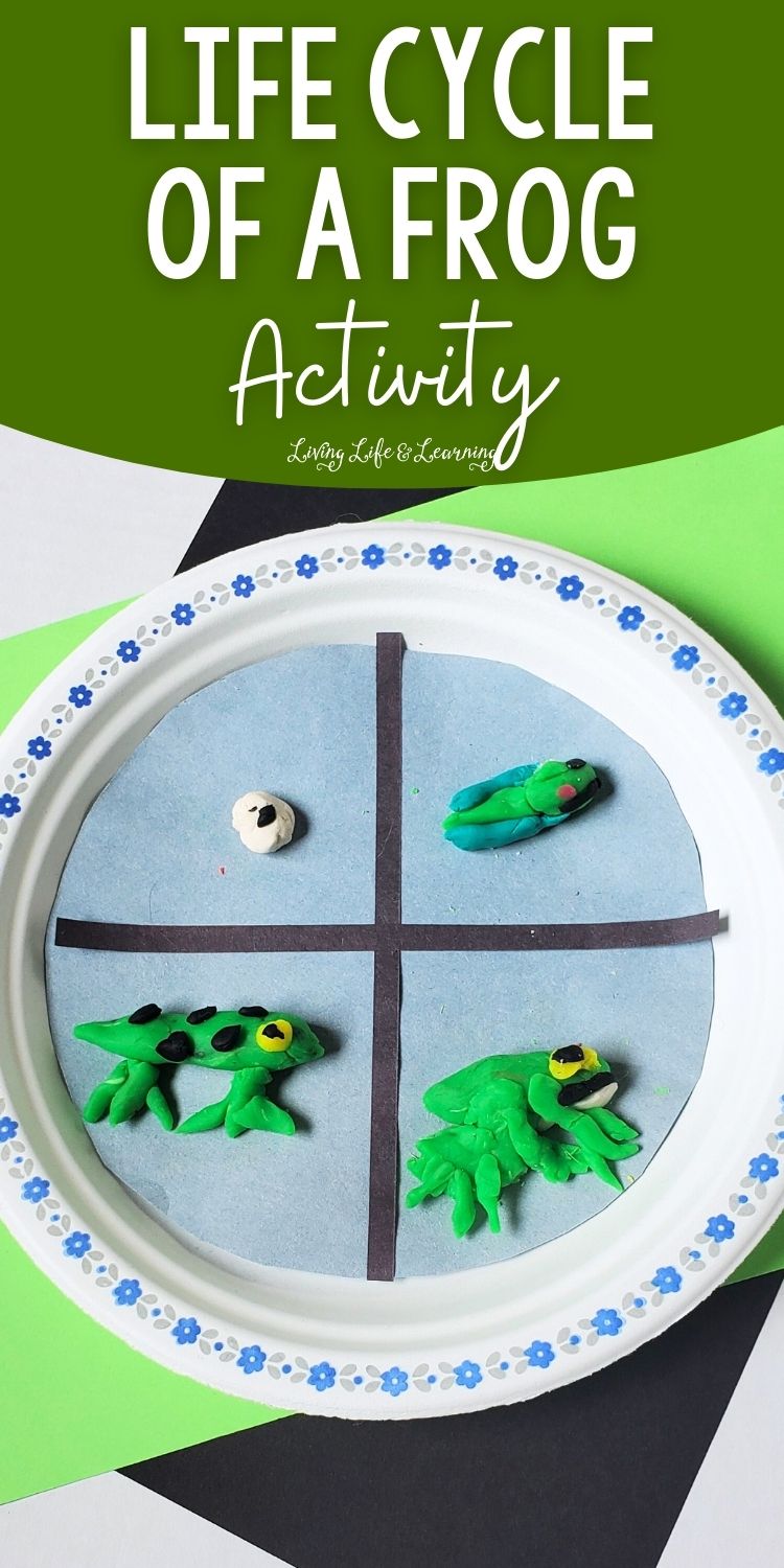 Life Cycle of a Frog Activity