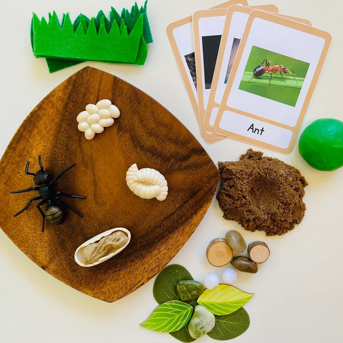 Ant Life Cycle Kit