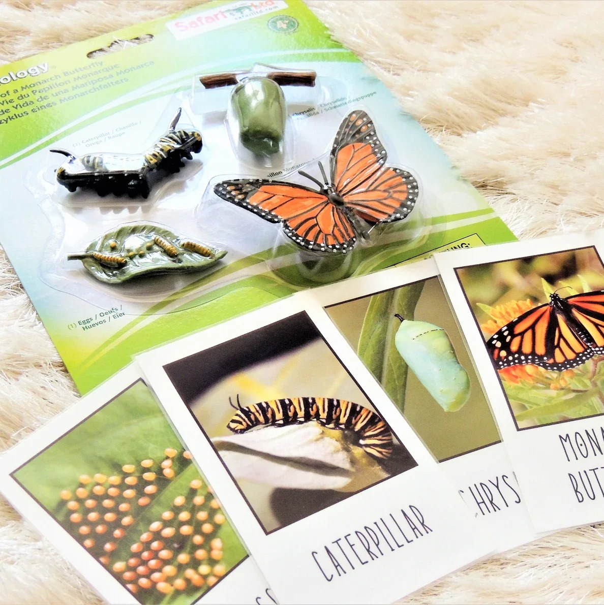 Life Cycle of a Butterfly Figurine and Cards