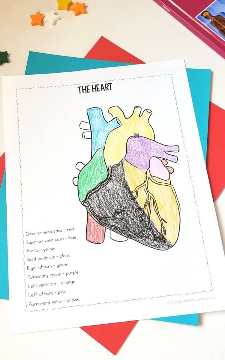 Coloring Page of the human heart