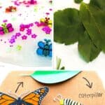 Butterfly STEM Activities