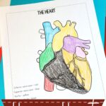 Human Heart Coloring Pages