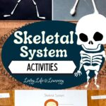 Skeletal System Activities