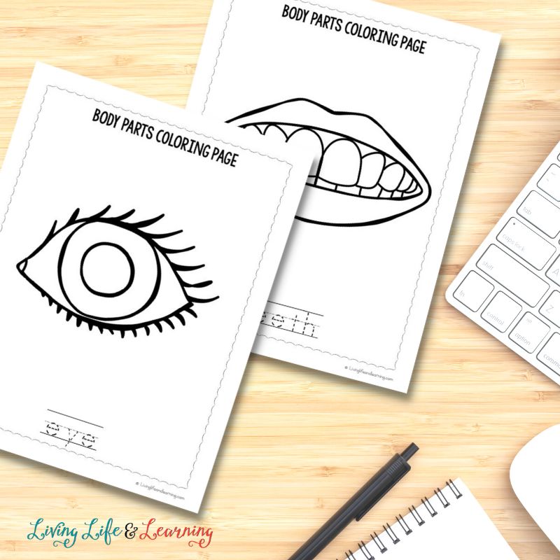 eye and teeth parts of the body coloring pages