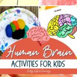Human Brain Activities for Kids