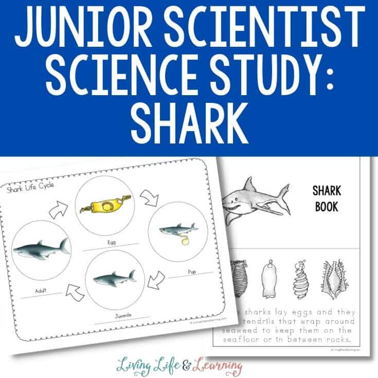Junior Scientist Science Study: Sharks