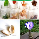 Plant Science Experiments