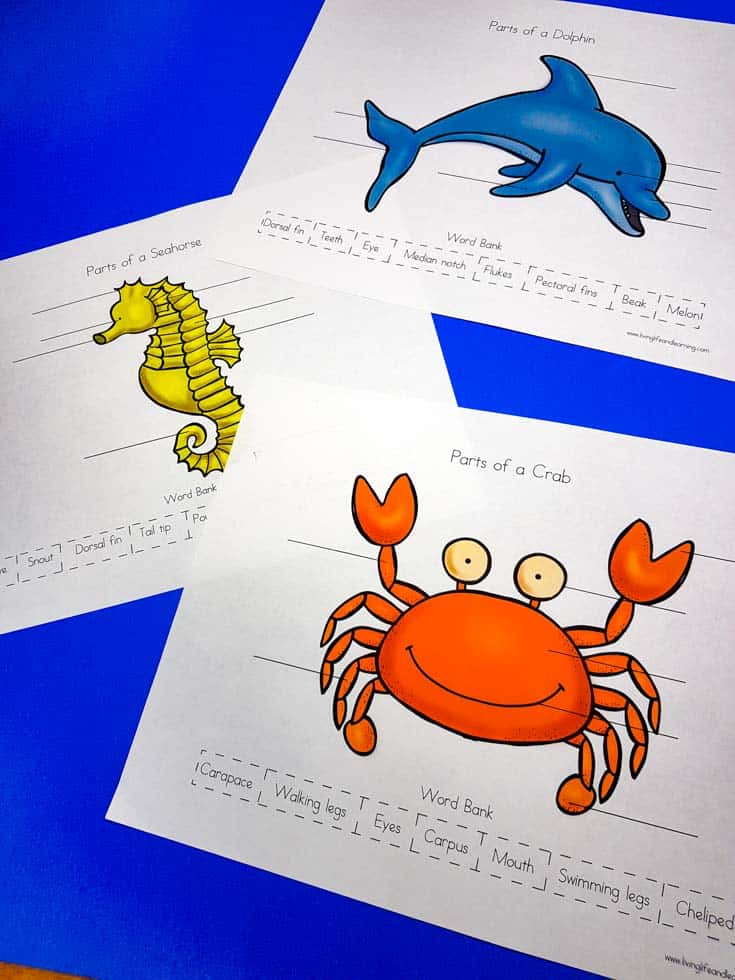 Parts of ocean animals worksheets for dolphin, seahorse and crab.