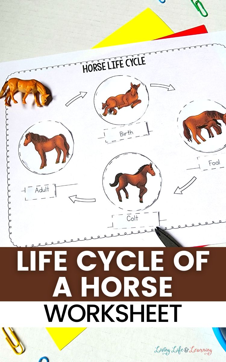 Life Cycle of a Horse Worksheet