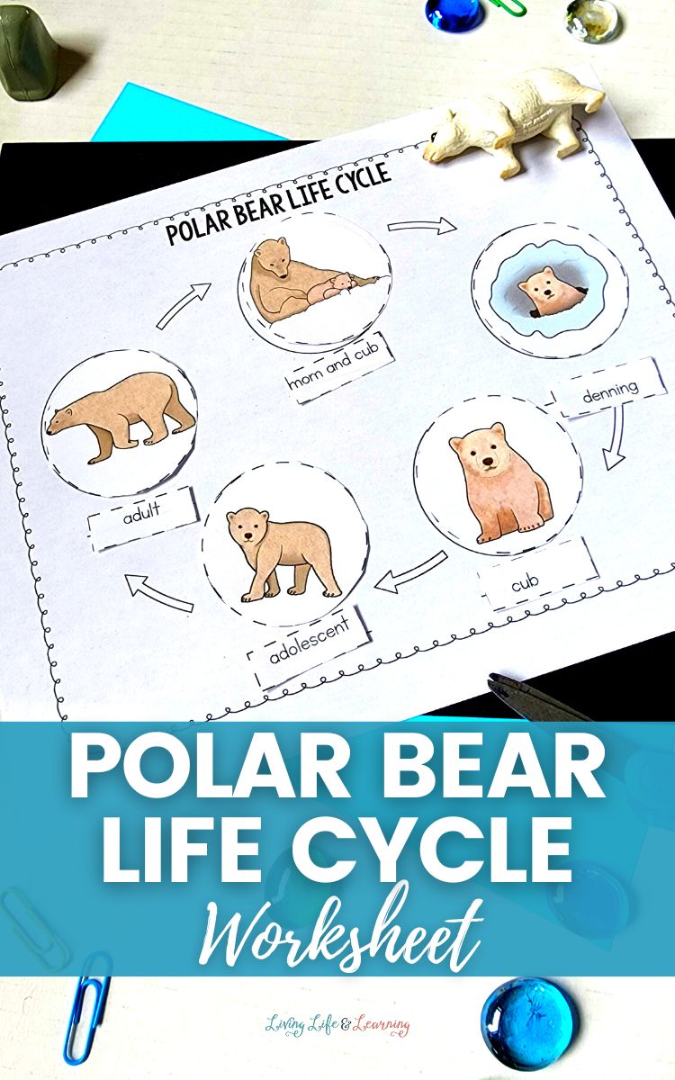Polar Bear Life Cycle Worksheet