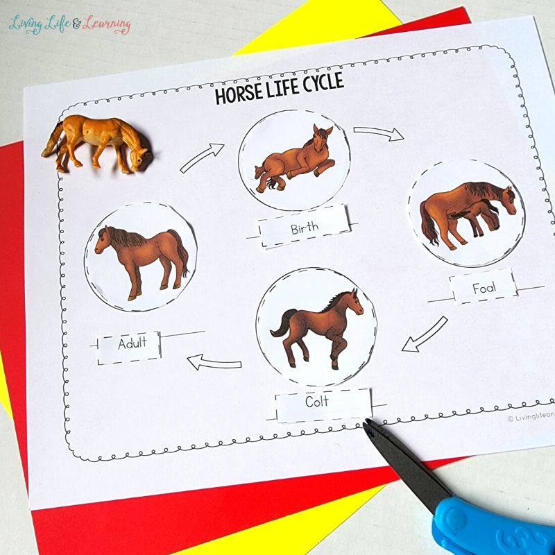 Horse Life Cycle Worksheet
