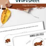 Life Cycle of a Horse Worksheet