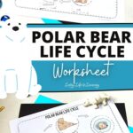 Polar Bear Life Cycle Worksheet