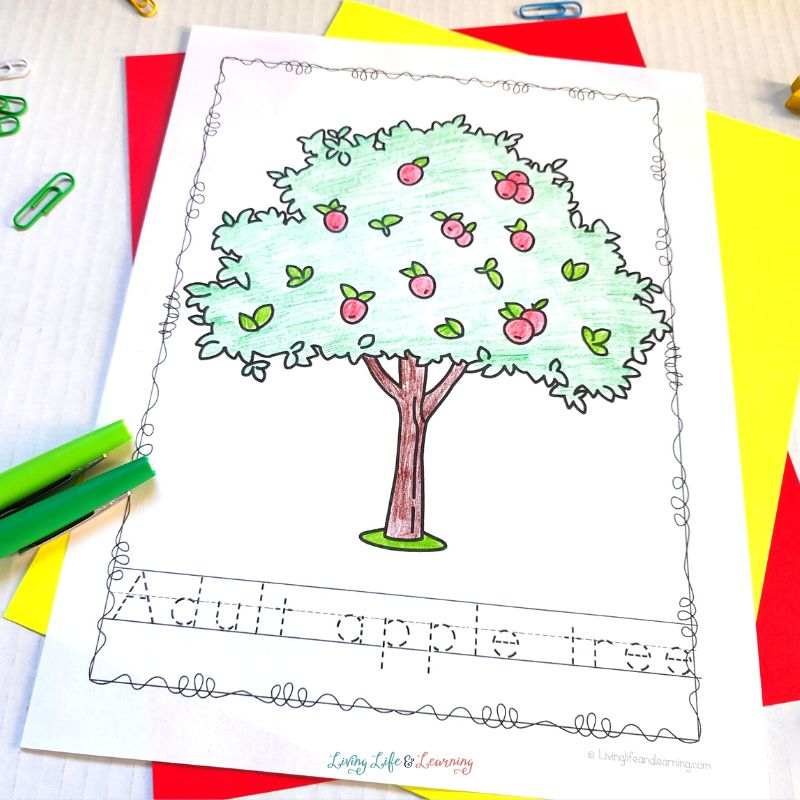 Apple Life Cycle Coloring Pages