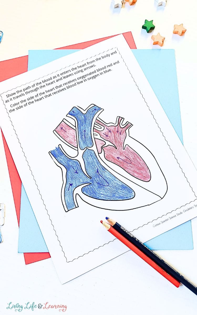 Circulatory System Coloring Pages on a table