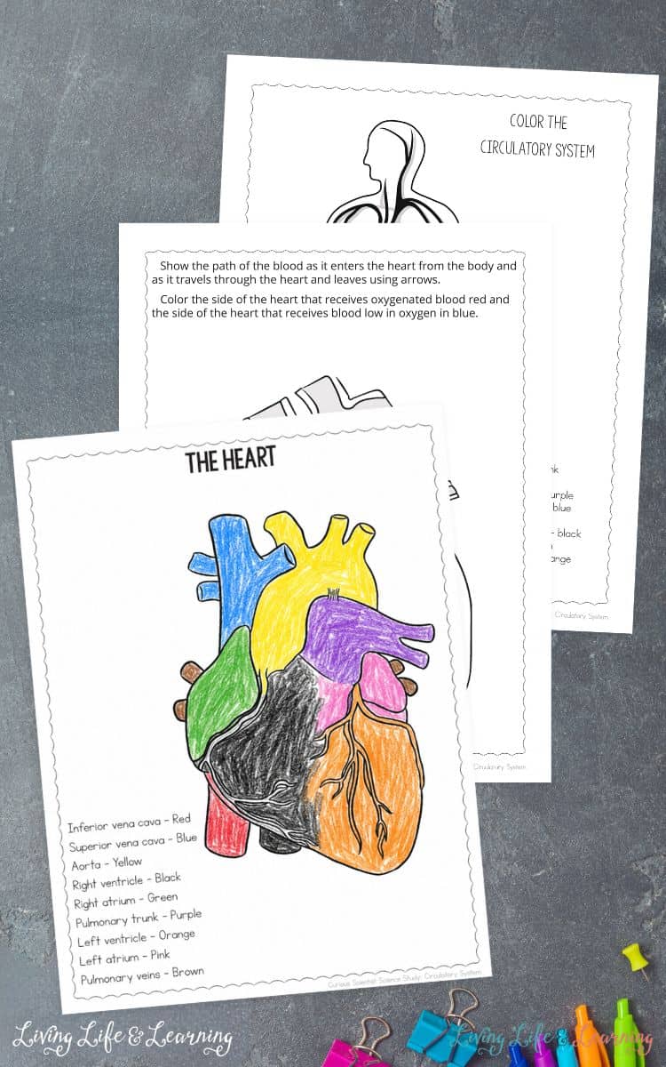 Three Circulatory System Coloring Pages on a table