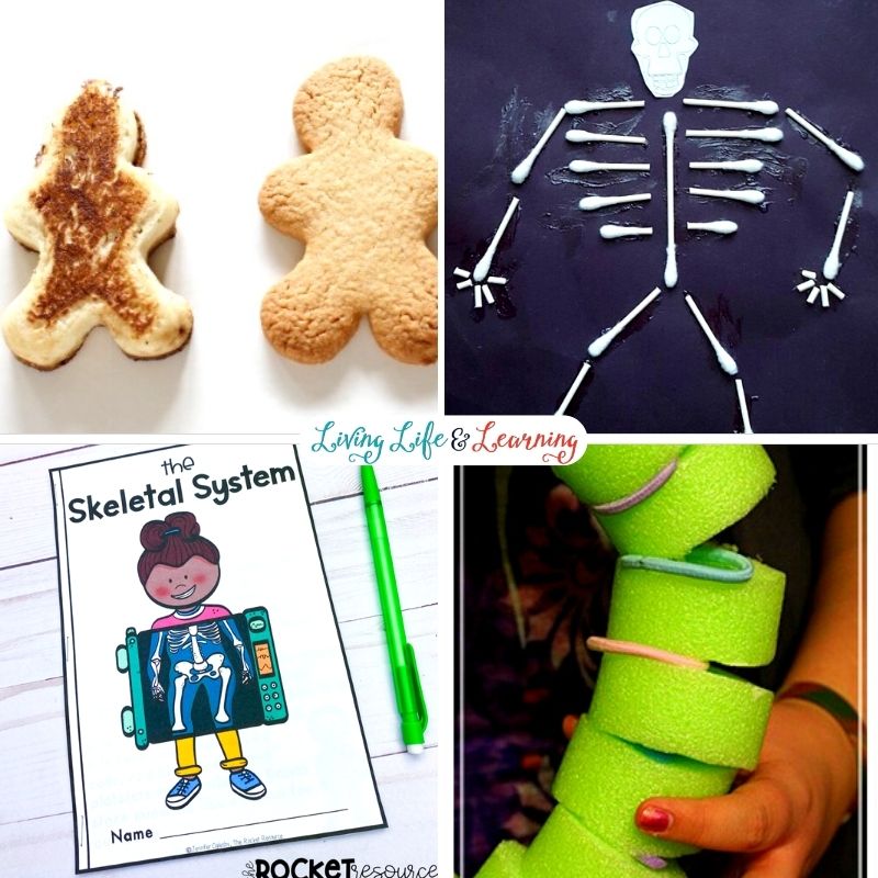 Skeleton Activities for Elementary Students