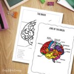 Brain Worksheets for Kids