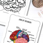 Brain Worksheets for Kids