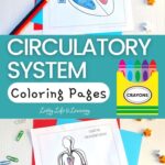 Circulatory System Coloring Pages