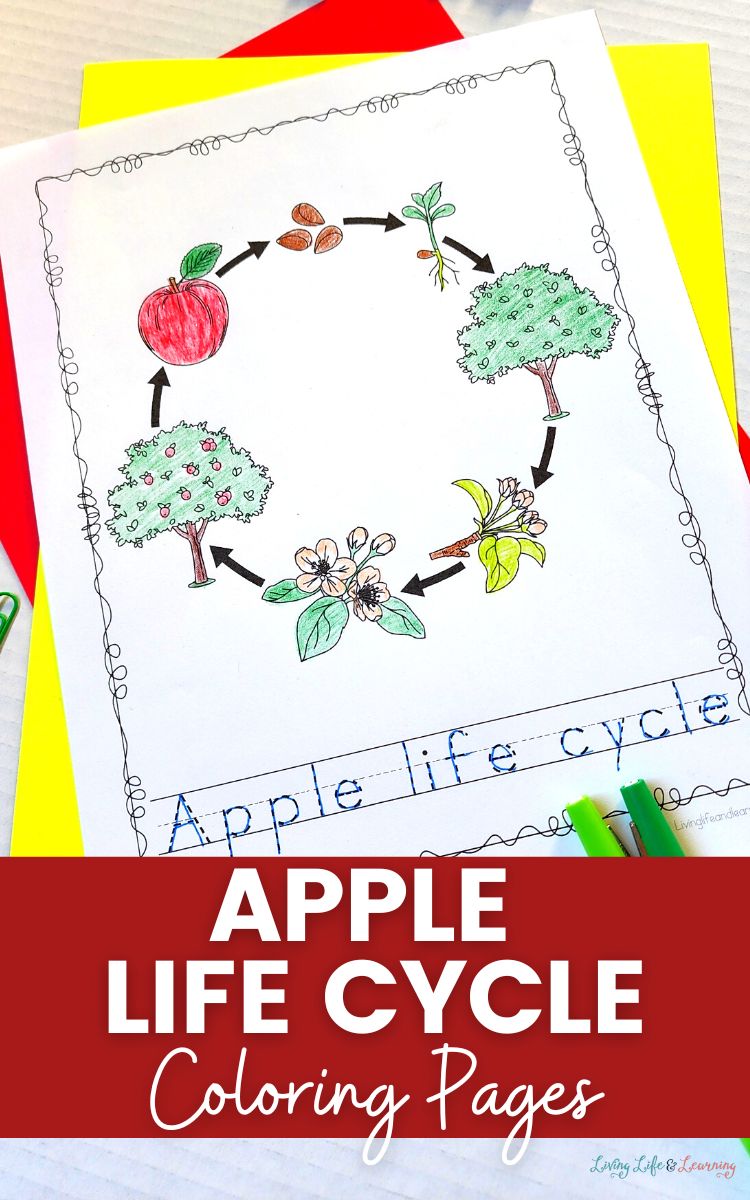 Apple Life Cycle Coloring Pages