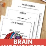 Brain Worksheets for Kids