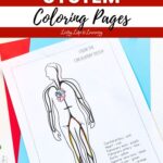 A coloring page included in the Circulatory System Coloring Pages